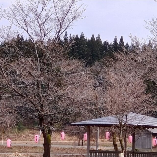 おぐにせせらぎ公園
少し桜が色づいてきたでしょうか🌸
つぼみもだいぶ膨らんでみえます。
開花が楽しみです😊