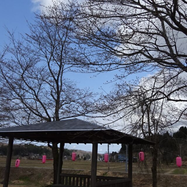 ４月１４日　おぐにせせらぎ公園
まだ風は肌寒いですが、桜のつぼみは
ピンク色になってきました😊

４月１９日（土）おぐに桜まつり
楽しみです！
