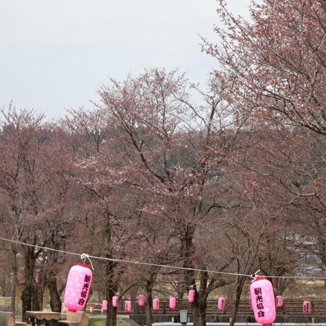 今日の暖かさで、おぐにせせらぎ公園もピンク色🌸

４月１９日（土）おぐに桜まつり
皆さまのご来場お待ちしております

＃おぐに
＃桜まつり
＃小国町
＃長岡市