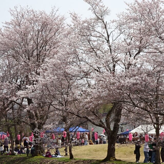 第16回「おぐに桜まつり」🌸
満開の桜と晴天に恵まれ、最高の桜まつりとなりました。
大勢の方々からご来場いただき大変ありがとうございました。

ライトアップは引続き２９日まで行っています。どうぞ夜桜もお楽しみください。

＃おぐに
＃せせらぎ公園
＃桜まつり
＃長岡市
＃小国町